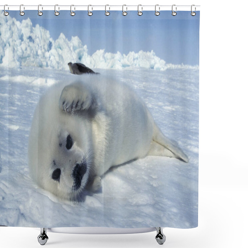 Personality  Harp Seal, Pagophilus Groenlandicus, Pup Laying On Ice Floe, Magdalena Island In Canada   Shower Curtains