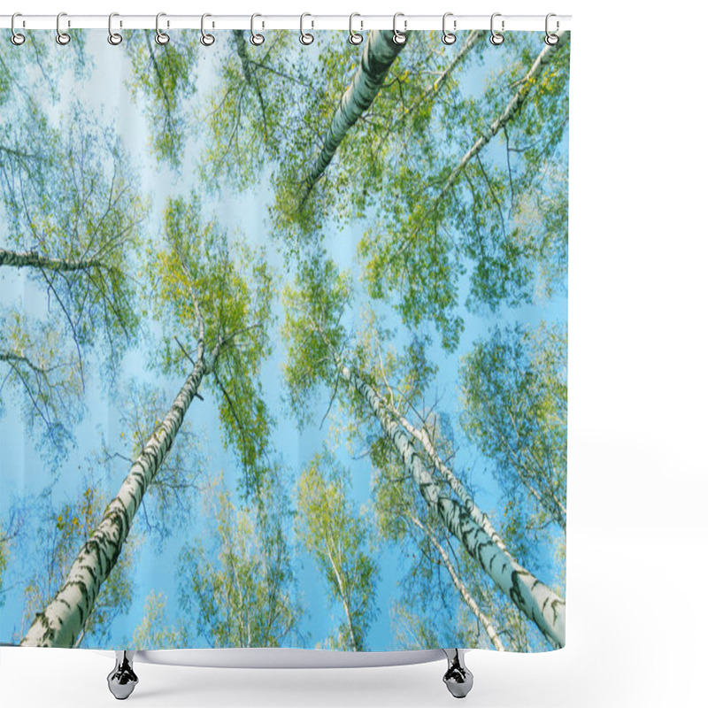 Personality  View Up To Spring Birch Trees With Green Leaves Shower Curtains