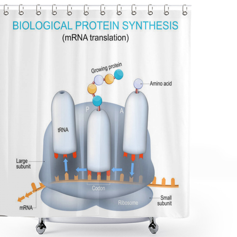 Personality  Ribosome Structure And Anatomy. Biological Protein Synthesis. MRNA Translation And The Synthesis Of Proteins By A Ribosome. The Difference Between MRNA And TRNA. Vector Poster For Education And Science. Shower Curtains