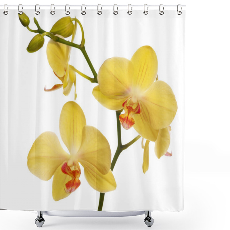 Personality  Golden Orchid Flowers Isolated On White Shower Curtains