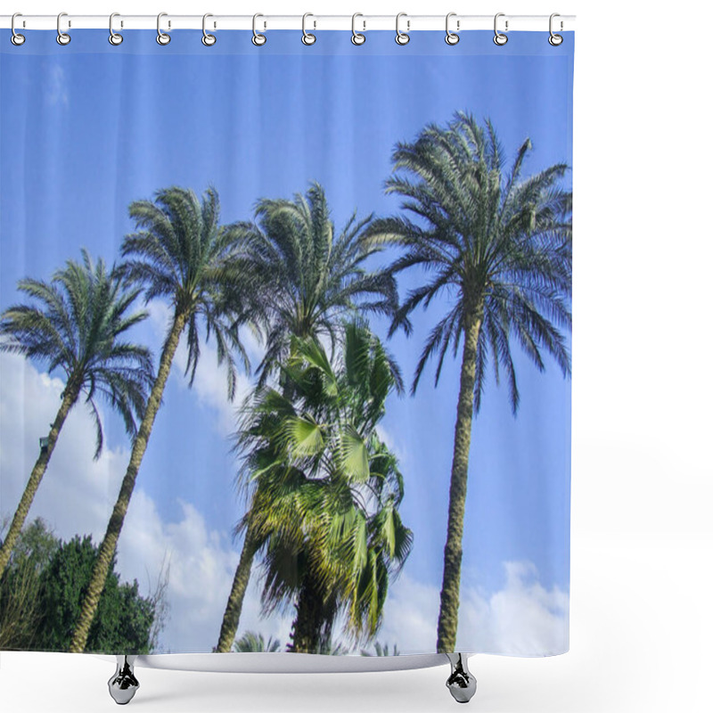 Personality  Nature Photography, Plant And Palm Tree. Photo Is Selective Focus With Shallow Depth Of Field. Photo Taken At Cairo Egypt Shower Curtains