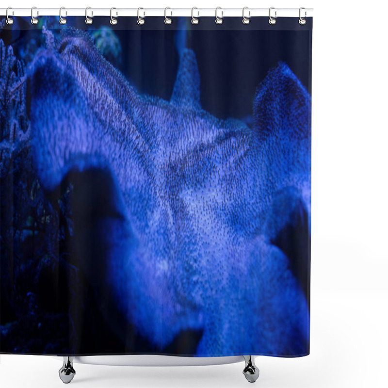 Personality  Fish Swimming Under Water In Aquarium With Blue Lighting Shower Curtains