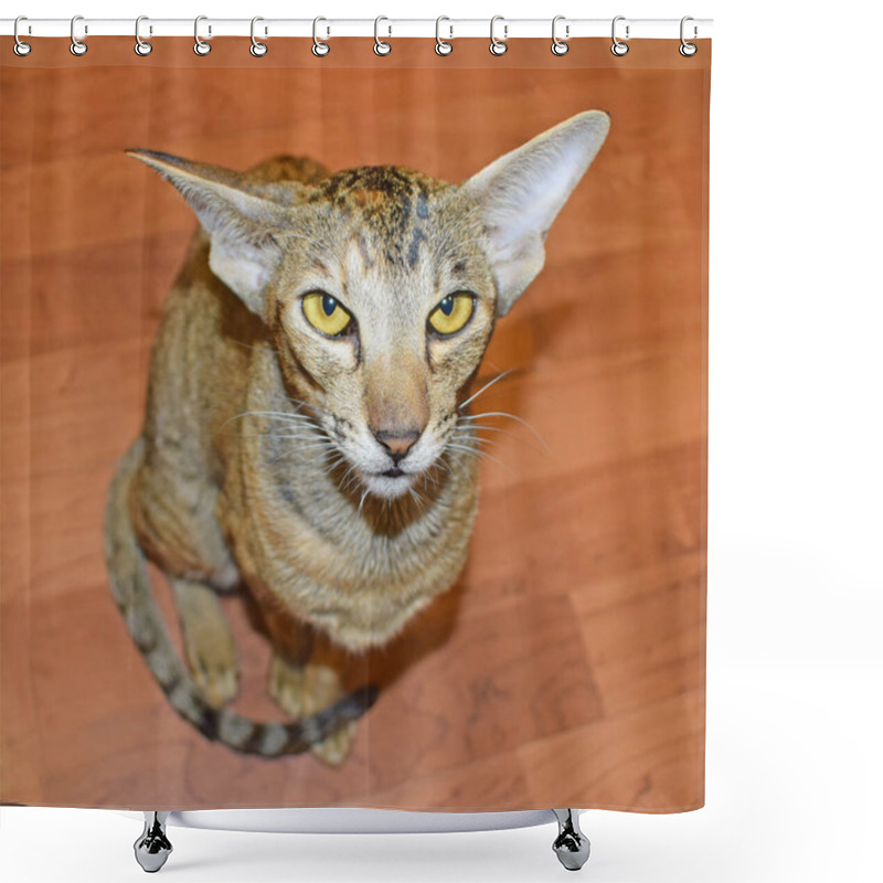 Personality  Oriental Cat Sits On The Floor And Carefully Looks Up At The Camera With Yellow Eyes. Shorthair, Long, Eared, Thoroughbred Animal. Shower Curtains