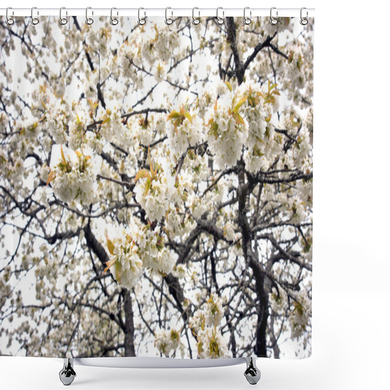 Personality  Cherry Tree Blossoms Shower Curtains