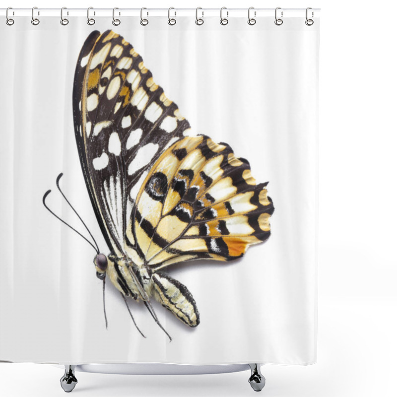 Personality  Beautiful Tropical Butterfly On White Background Shower Curtains