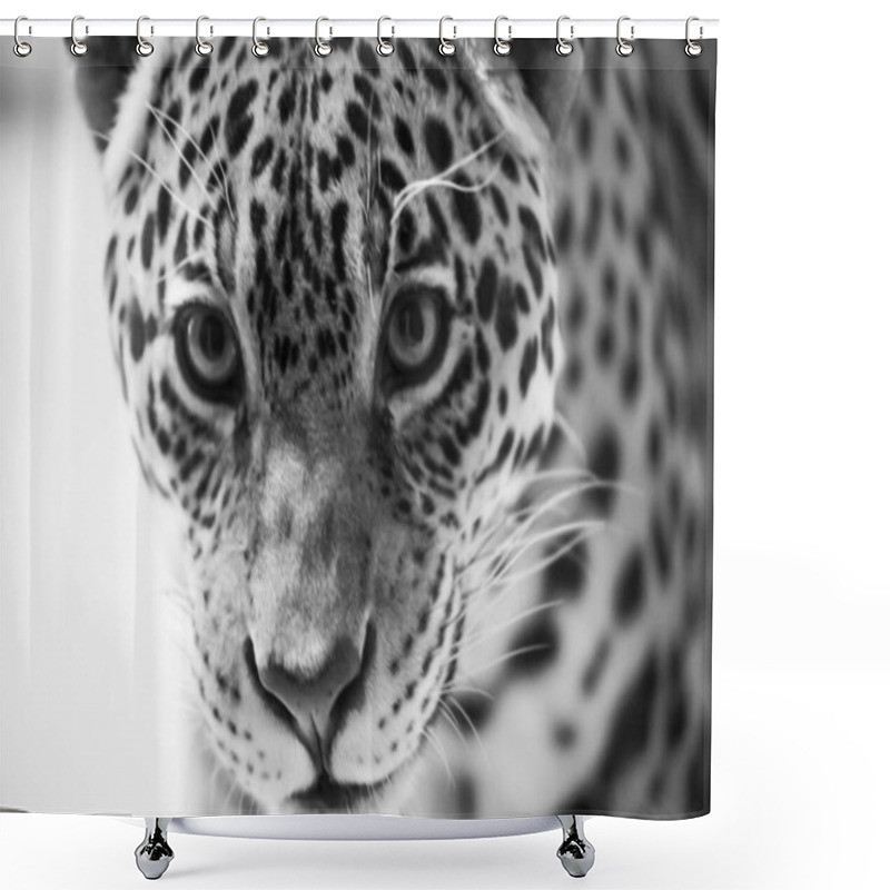 Personality  Leopard Pantera Padus Kotiya Beast In A Rock Shower Curtains