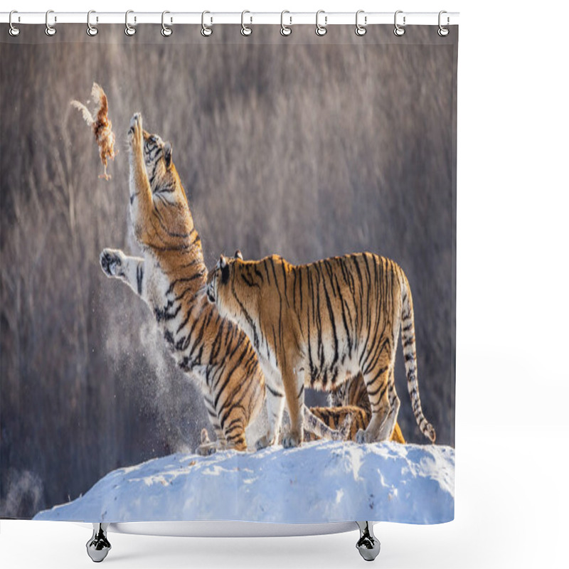 Personality  Siberian Tigers In Winter Glade Jumping And Catching Fowl Prey, Siberian Tiger Park, Hengdaohezi Park, Mudanjiang Province, Harbin, China.  Shower Curtains