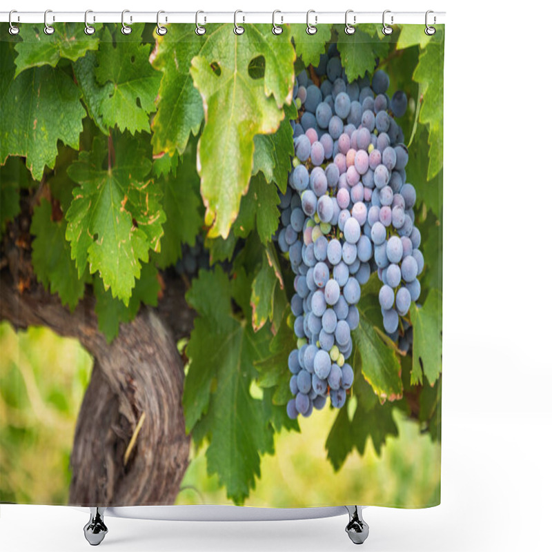 Personality  Lush Wine Grapes Clusters Hanging On The Vine Shower Curtains