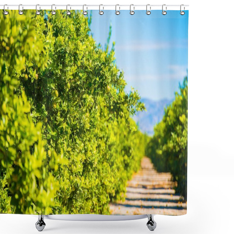 Personality  Lemon Trees Plantation Shower Curtains