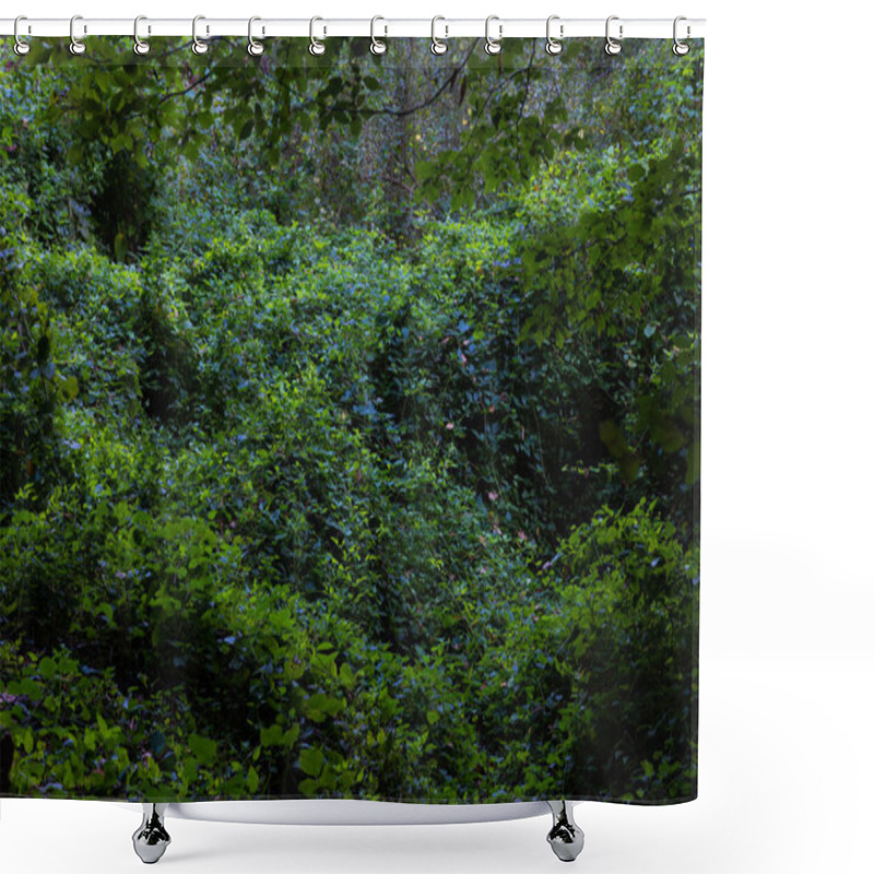 Personality  Lush Forest View In Full Frame Shot. Nature Or Carbon Net Zero Background Photo. Green Leaves. Earth Day Concept Photo. Shower Curtains