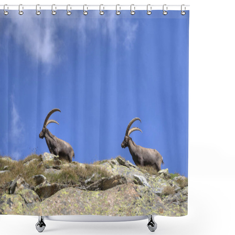 Personality  Ibex In The Paradiso National Park Shower Curtains