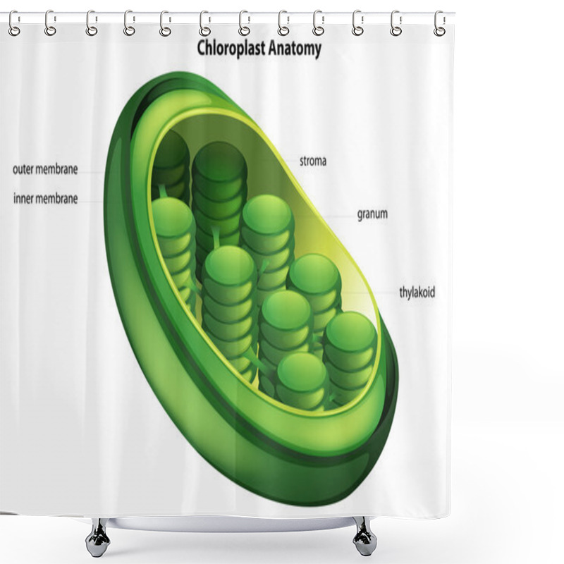 Personality  Choloroplast Shower Curtains