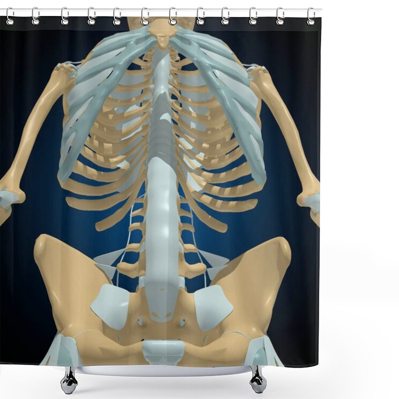 Personality  Human Bones Joints And Ligaments Anatomy For Medical Concept 3D Illustration Shower Curtains