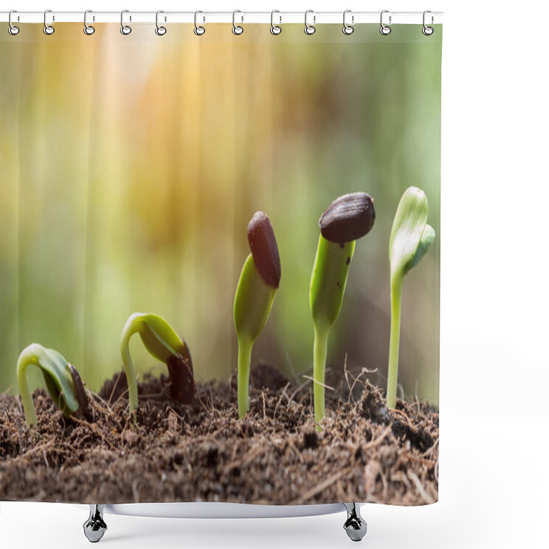 Personality  Seed Root On Soil With Morning Light Begining Concept Shower Curtains