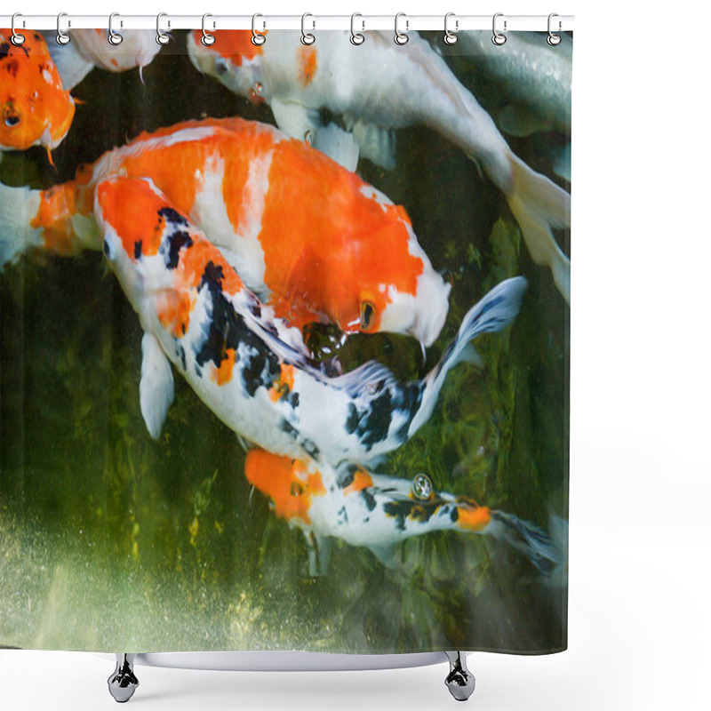 Personality  Colorful Fish Or Fancy Carp, Freshwater Fish Of The Carp, Fancy Carp Or Koi Fish Swimming At Pond In The Garden Shower Curtains