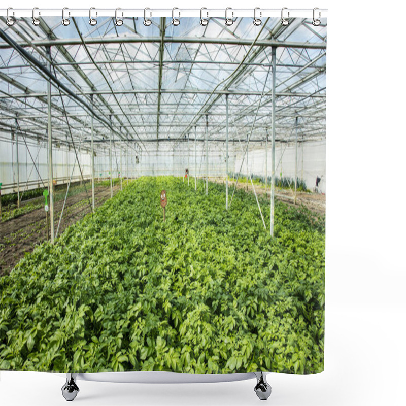 Personality  Potato Plantation In A Greenhouse, An Artificial Ecosystem For I Shower Curtains