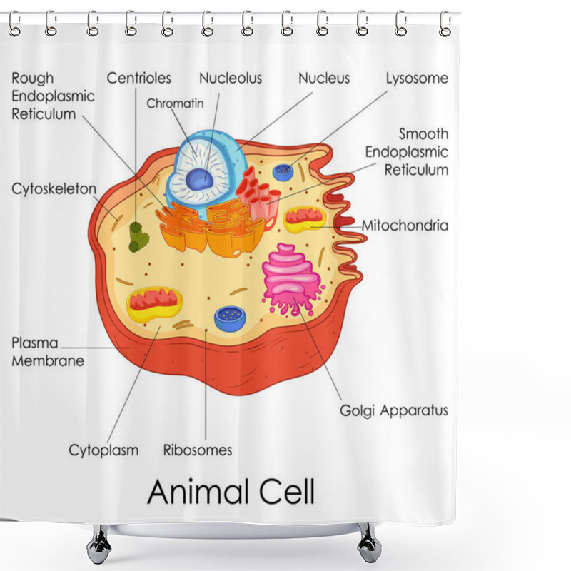 Personality  Education Chart Of Biology For Animal Cell Diagram Shower Curtains