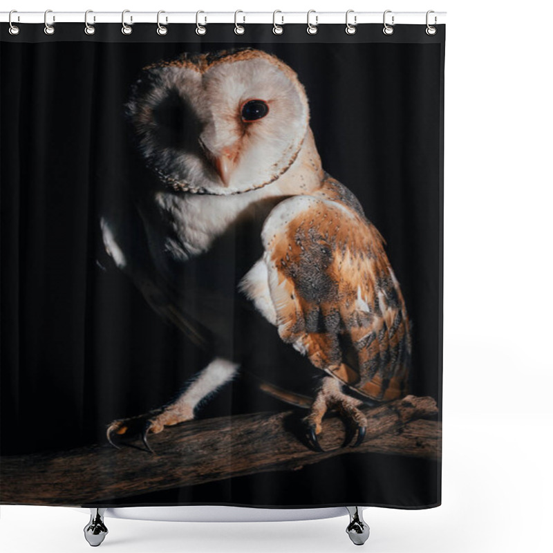 Personality  Cute Wild Barn Owl On Wooden Branch In Dark Isolated On Black Shower Curtains