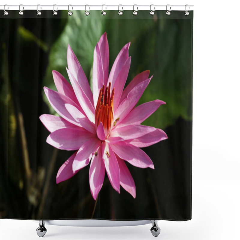 Personality  Lotus. Water Lily Of Borneo. Shower Curtains