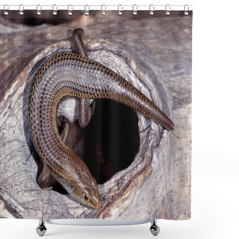 Personality  Australian Major's Skink Basking On Log Shower Curtains