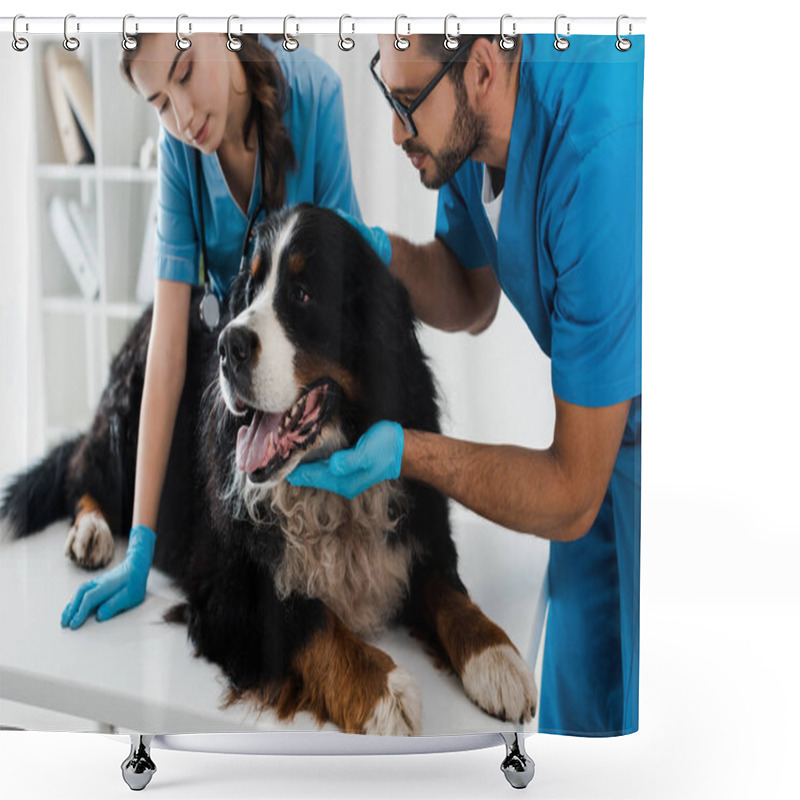 Personality  Two Young Veterinarians Examining Bernese Mountain Dog Lying On Table Shower Curtains