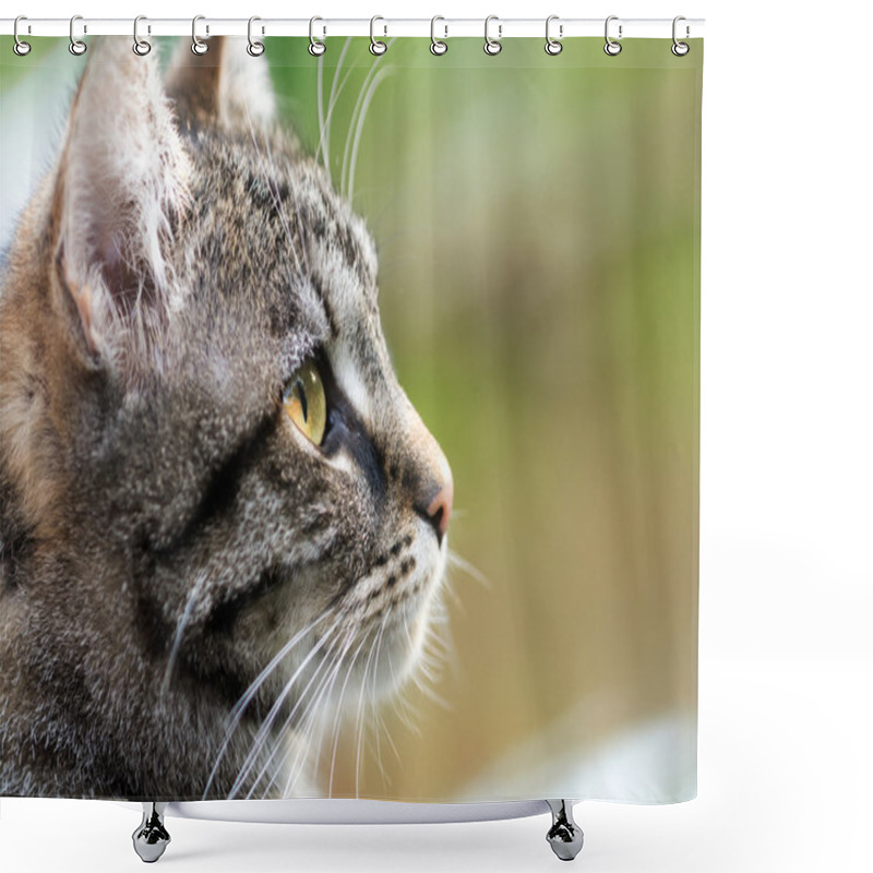 Personality  Tabby Cat Head Profile, Close Up With Copy Space Shower Curtains