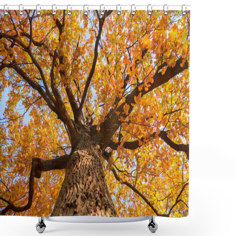 Personality  Background Of Tree In Fall Time. Oak Tree With Yellow Leaves. Autumn, Fall Season. Colors Of Autumn. Nature Seasonal. Tree In Park, Garden, Backyard, Front Yard. No People, Non-urban Scene Shower Curtains