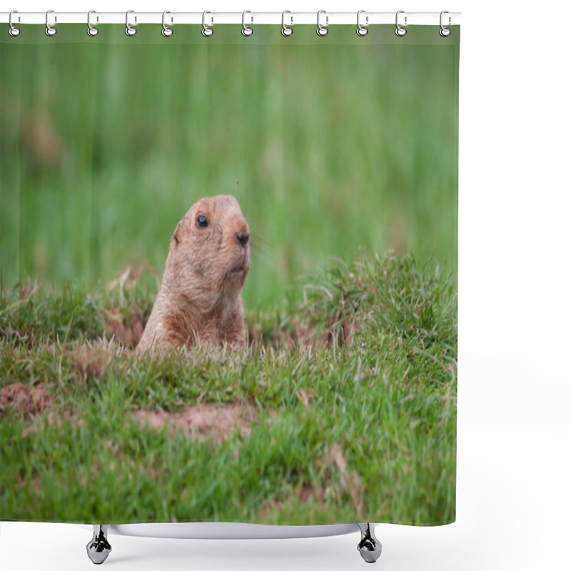 Personality  Groundhog Shower Curtains