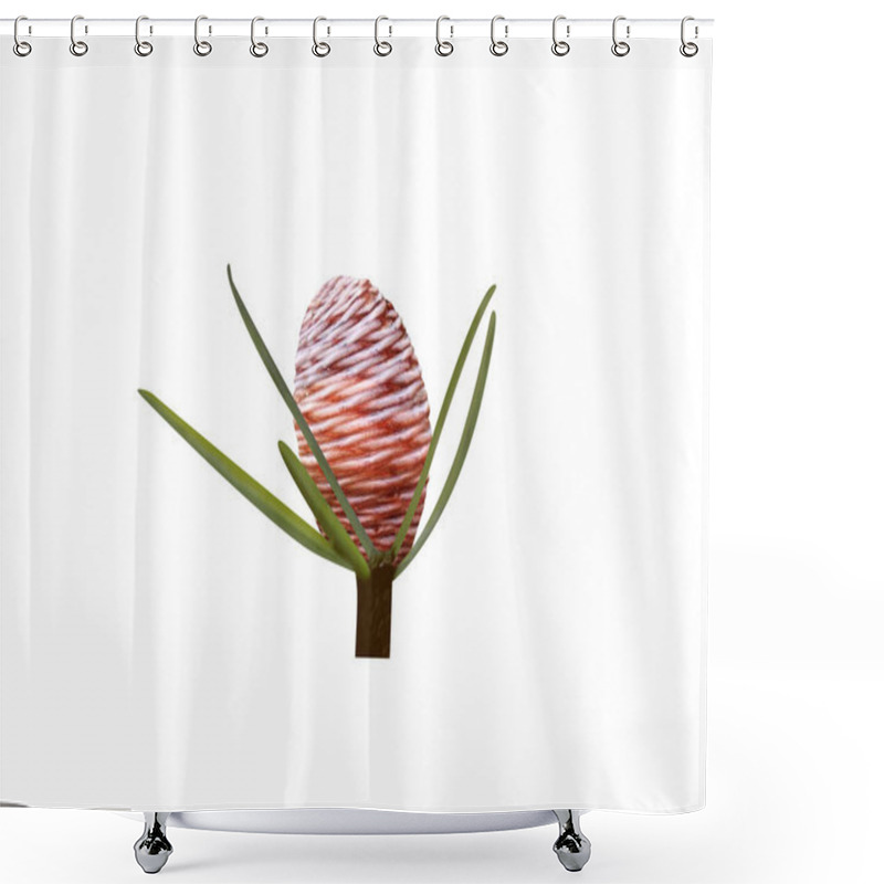 Personality  Cedrus Deodara Or Deodaru Fruits Isolated On White Background Shower Curtains