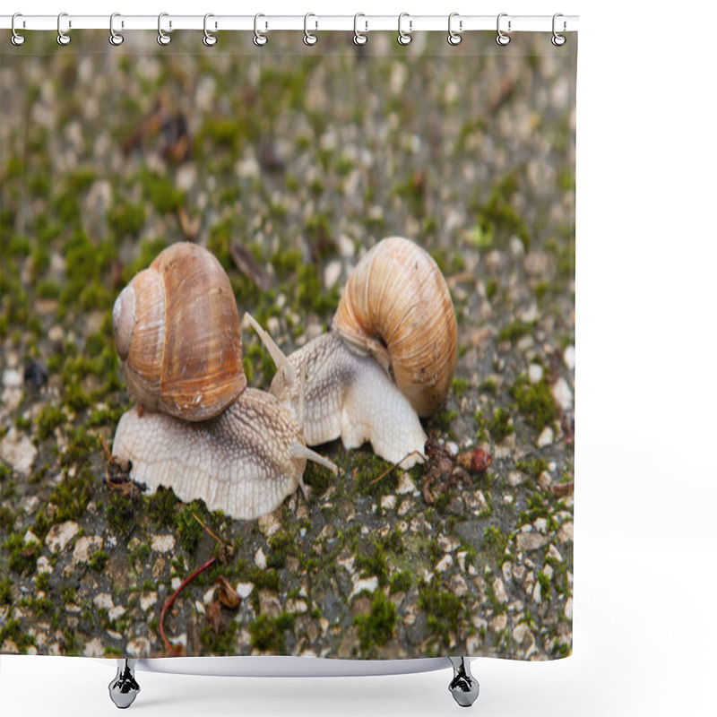 Personality  Two Snails On Mossy Rocks Shower Curtains