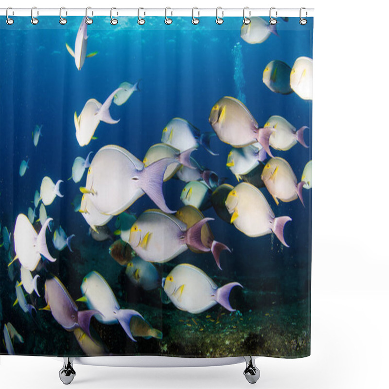 Personality  (Acanthurus Xanthopterus) Yellowfin Or Purple Surgeonfish  In A Shipwreck. Reefs Of The Sea Of Cortez, Pacific Ocean. Cabo Pulmo, Baja California Sur, Mexico. Shower Curtains