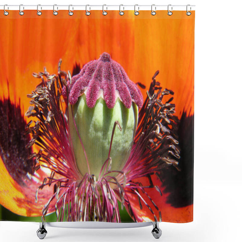 Personality  Close-up View Of Beautiful Wild Poppy Flowers Shower Curtains