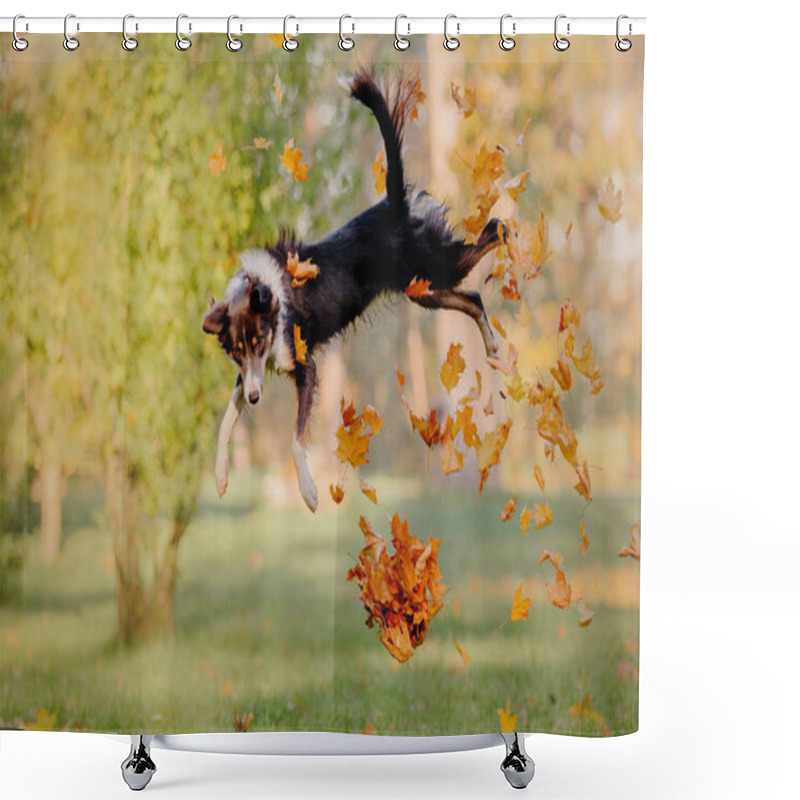 Personality  Border Collie Dog In Autumn. Autumn Concept. Autumn Leaves. Fall Season Shower Curtains