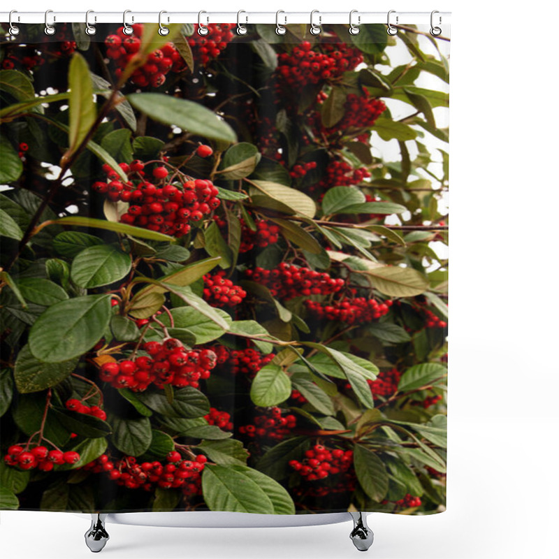 Personality  Rowan Bush With Red Berries,  Nature Wallpape Shower Curtains