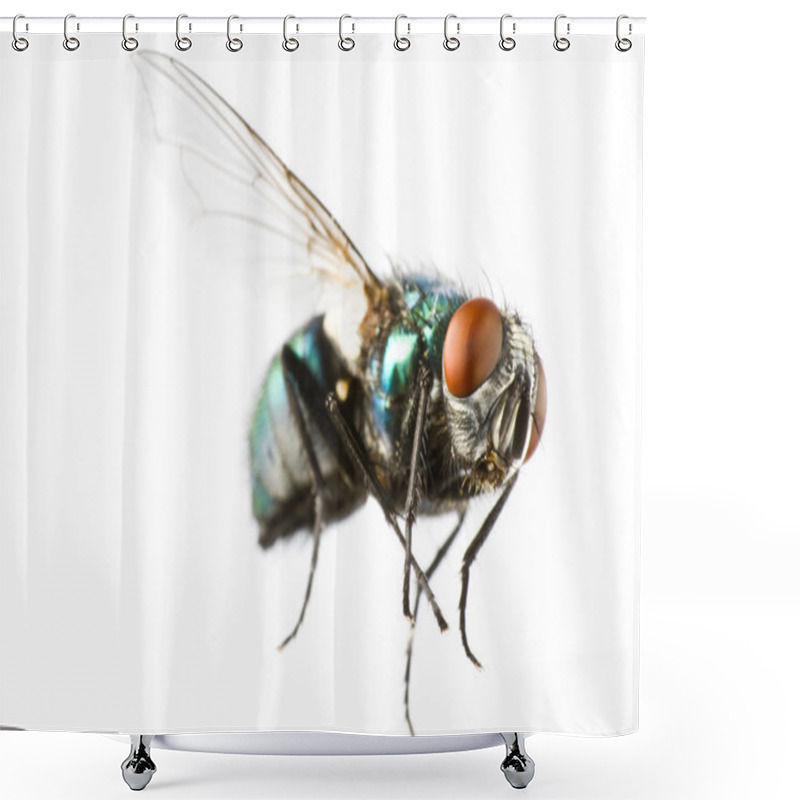 Personality  Flying House Fly In Extreme Close Up Shower Curtains