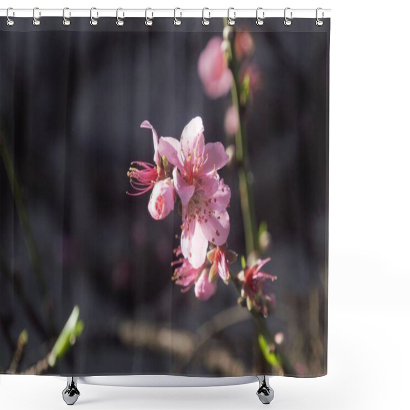 Personality  Showy Pink Peach Blossom In Full Bloom In A Garden On A Sunny Day Shower Curtains