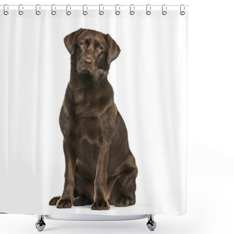 Personality  Labrador Retriever Dog, 8 Months Old, Sitting Against White Background Shower Curtains