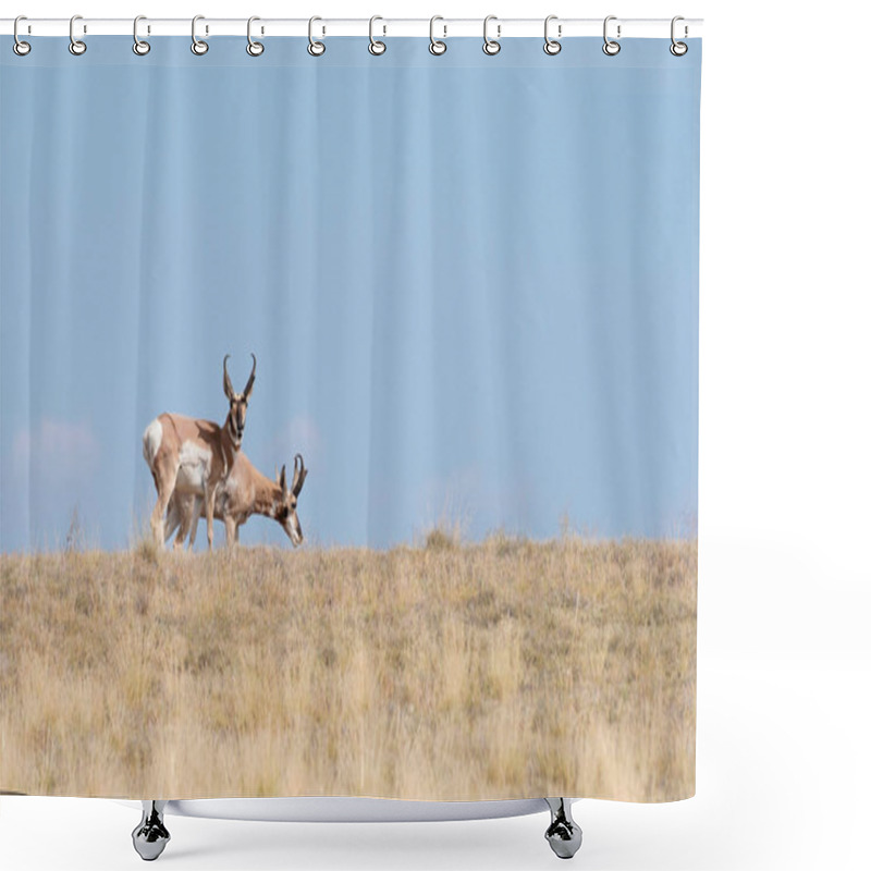 Personality  Two Pronghorn Antelope Bucks  Enjoying Arizona's Summer Grass - Version 2  Shower Curtains