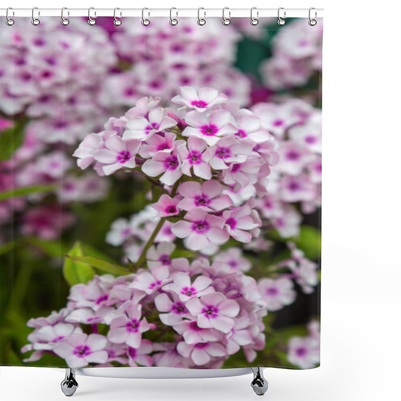 Personality  The Flowers Of Phlox Paniculata Different Varieties Close Up. Flower Background Shower Curtains