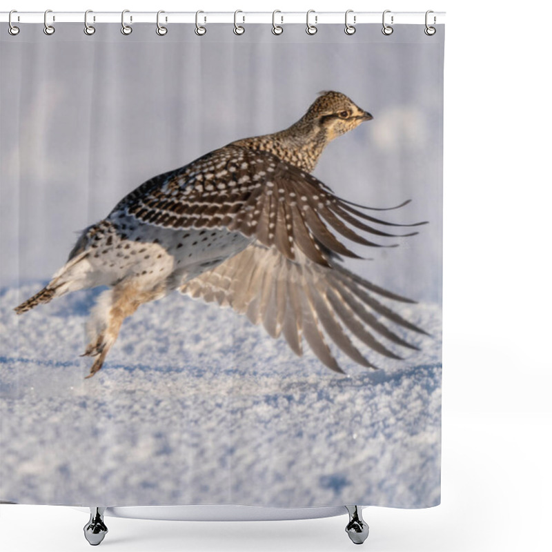 Personality  Sharp Tailed Grouse Prairie Scene Saskatchewan Canada Shower Curtains