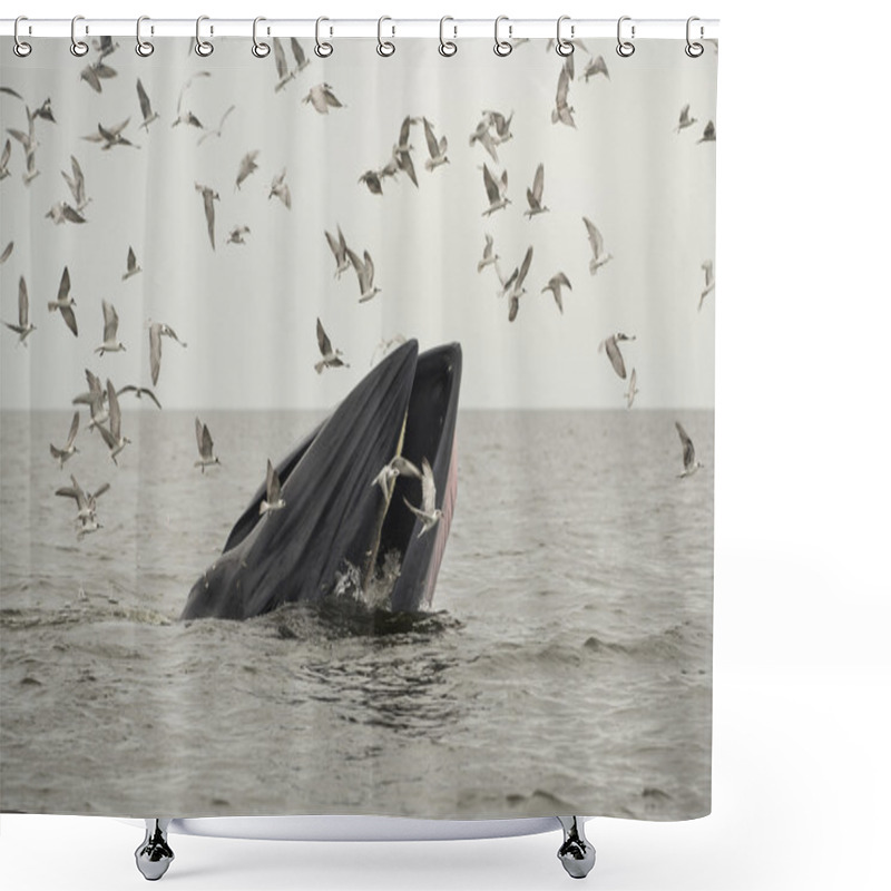 Personality  Whale Shower Curtains