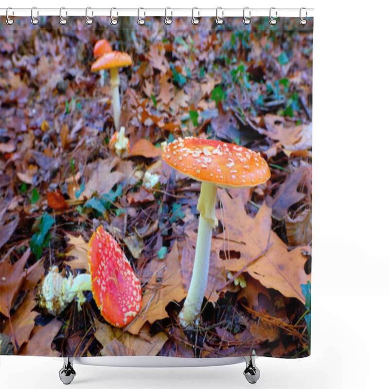 Personality  Close-up Of Two Amanita Muscaria Or Fly Agaric Mushrooms With Orange Caps And White Spots, Growing Among Fallen Leaves In An Oak Forest In Ucieda, Cabuerniga Valley, Cantabria, Spain. Shower Curtains