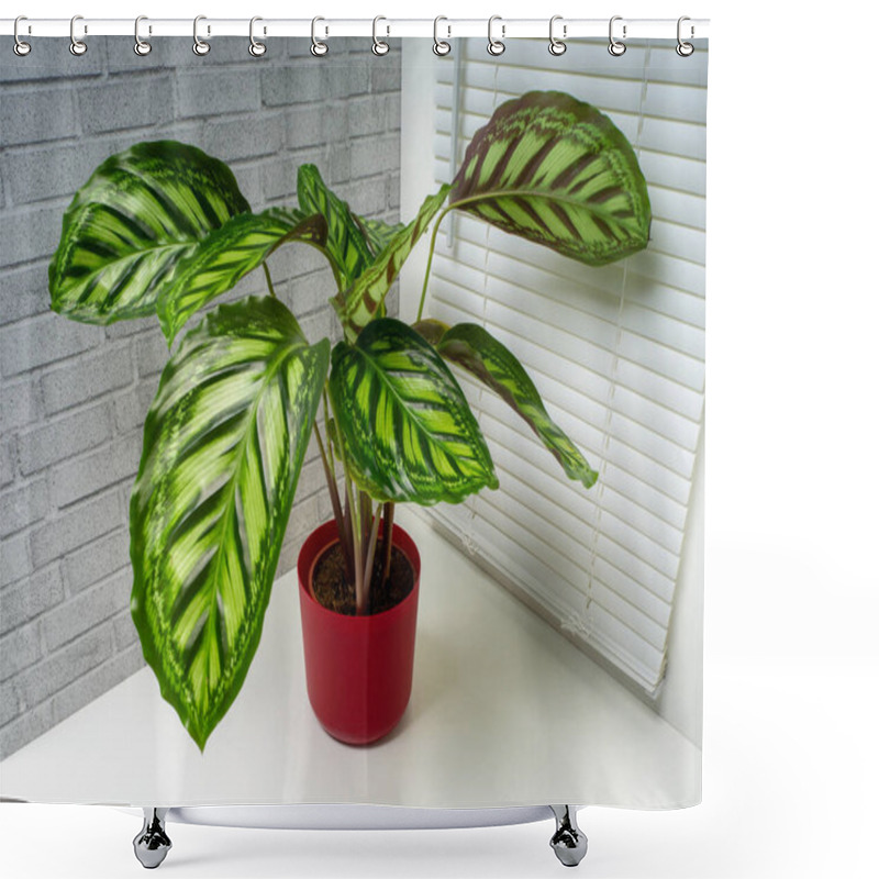 Personality  Calathea Flamestar Is A Genus Of Plants Belonging To The Family Marantaceae Shower Curtains