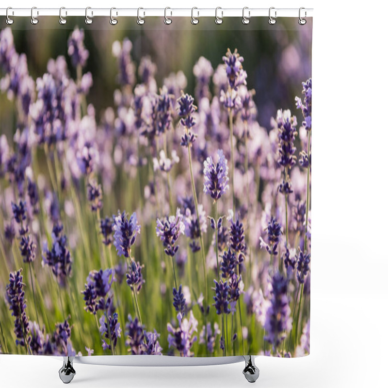 Personality  Close Up View Of Lavender Flowers Blooming On Blurred Background Shower Curtains