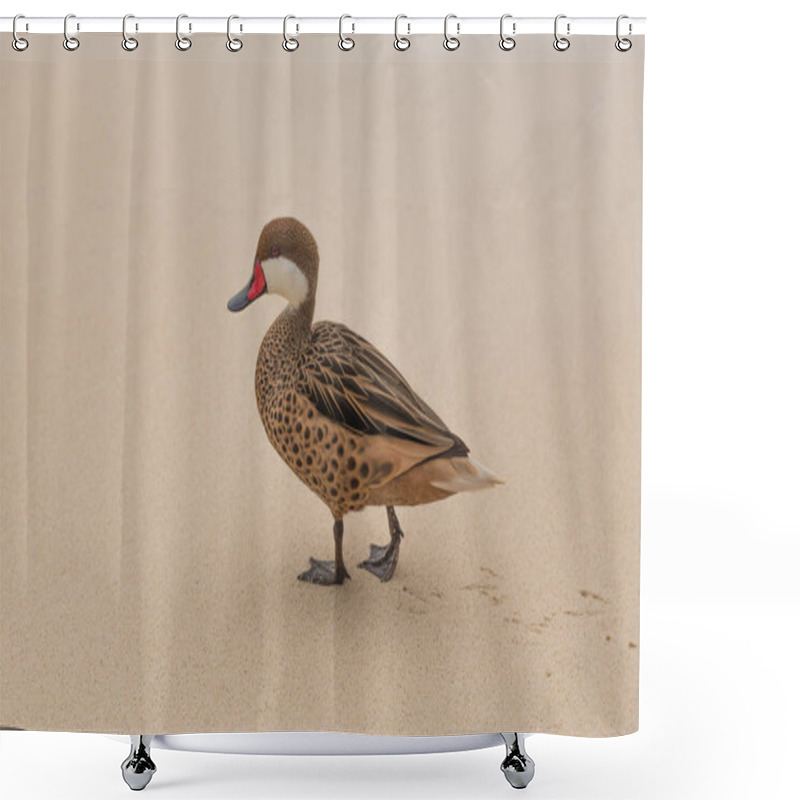 Personality  Lesser Bahama Pintail Duck On Sapphire Beach Shower Curtains