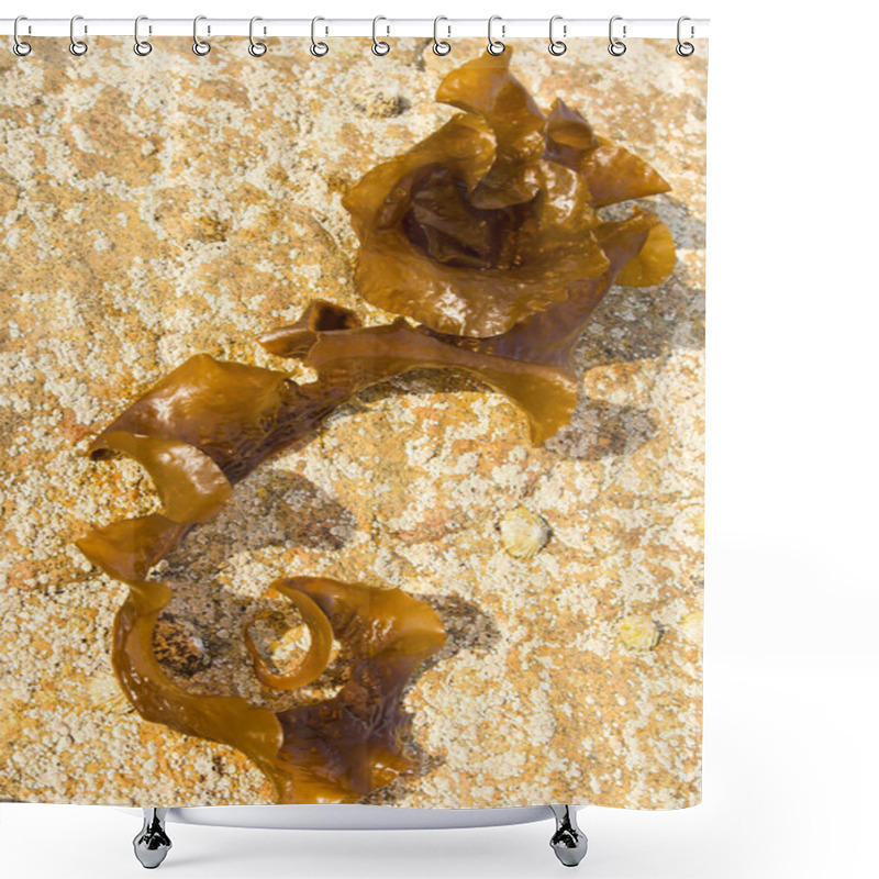 Personality  Brown Seaweed On A Rock Shower Curtains