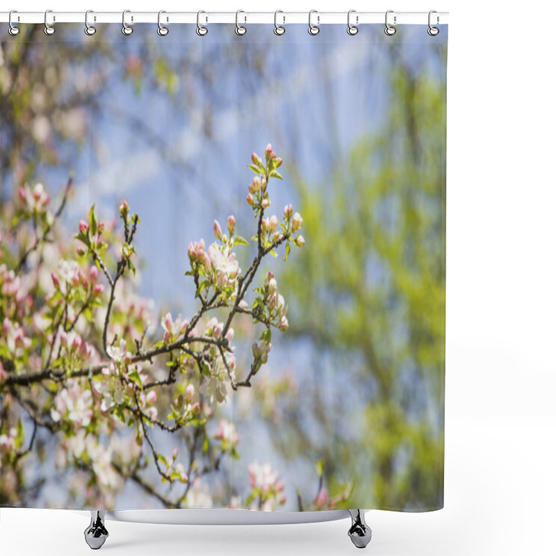 Personality  Spring Blossoms With Tree Branches  Shower Curtains