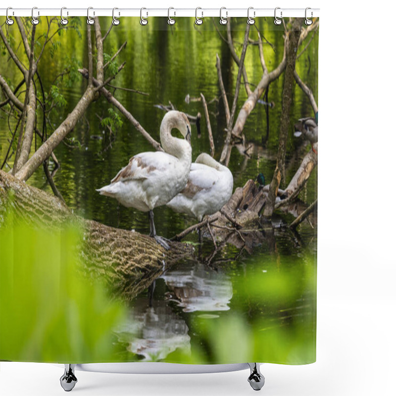 Personality  Beautiful White Swans Preen Their Feathers, Drink Water From The Lake, Swim Around The Lake. Beautiful White Swans Swim On Water, Lake, River. Beautiful White Swans Stand On A Fallen Tree. Shower Curtains