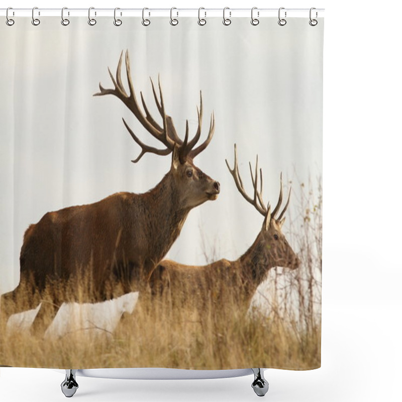 Personality  Running Deers Shower Curtains