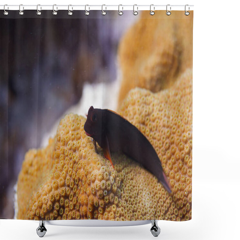 Personality  Redlip Blenny Shower Curtains